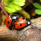 Coccinelle