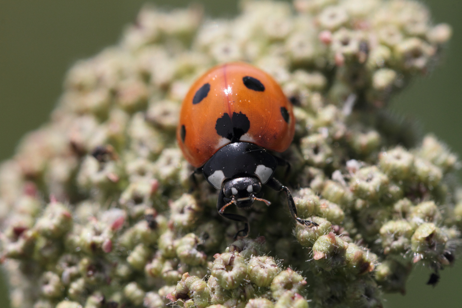 coccinelle