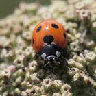 coccinelle