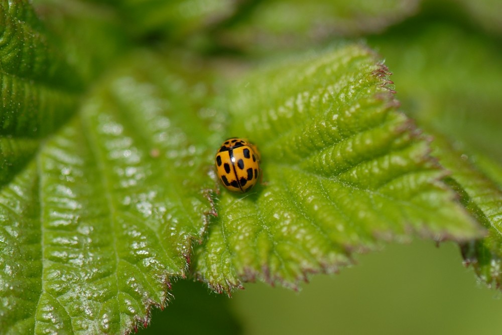 coccinelle centrée