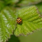 coccinelle centrée