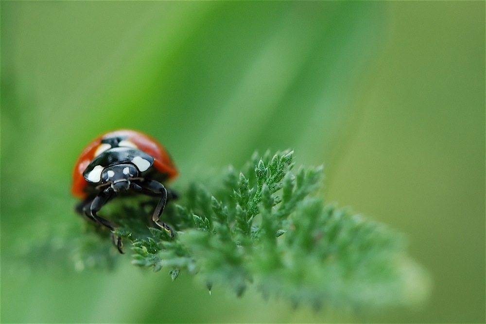 Coccinelle cherchant le chemin le plus court vers l'internet...