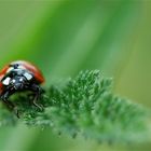 Coccinelle cherchant le chemin le plus court vers l'internet...