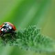 Coccinelle cherchant le chemin le plus court vers l