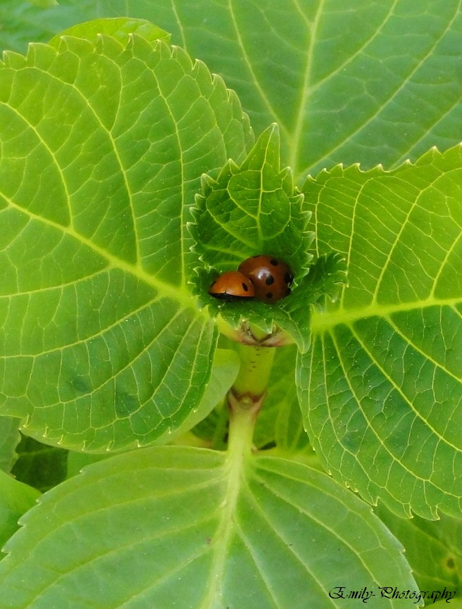 Coccinelle