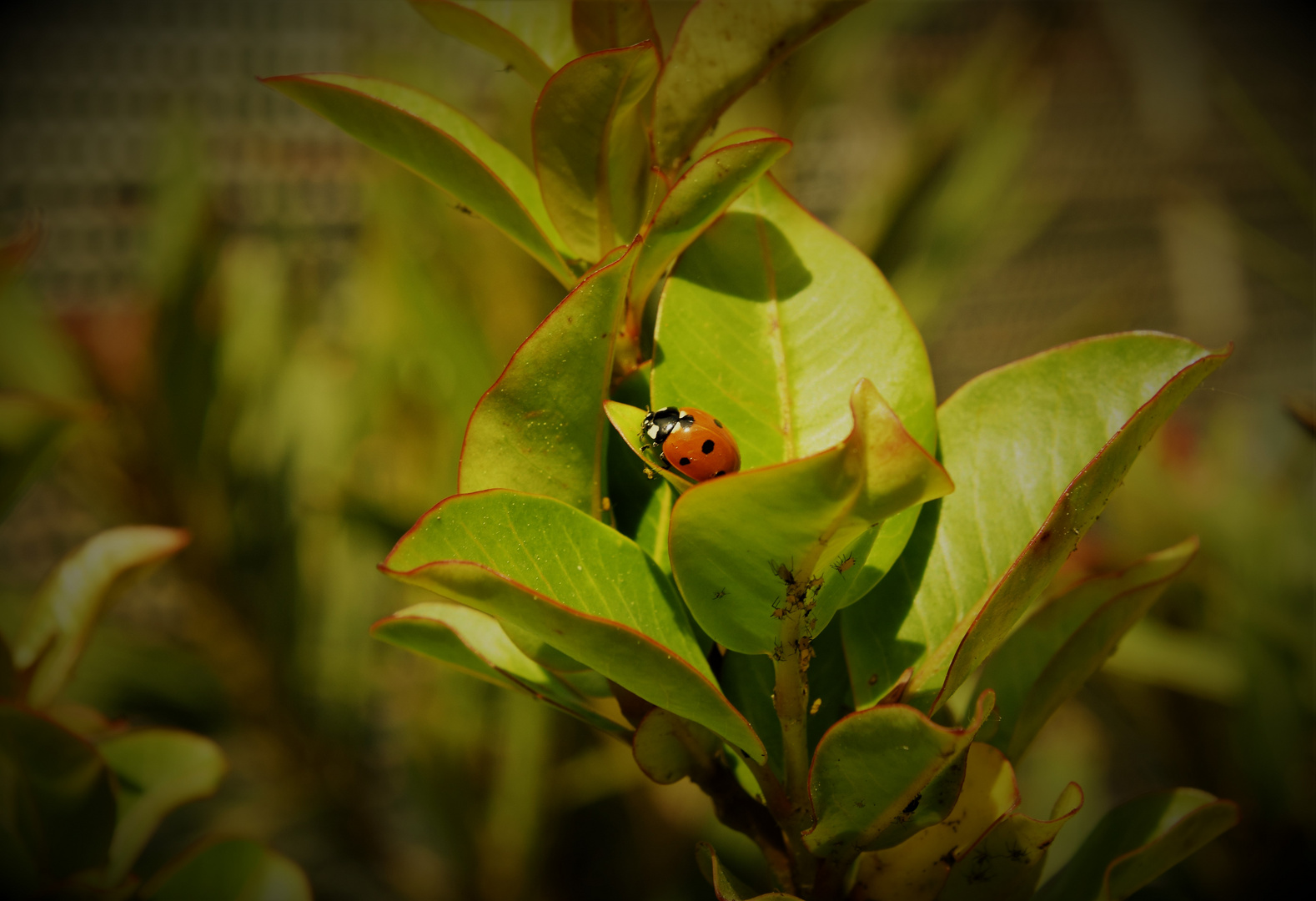 Coccinelle.