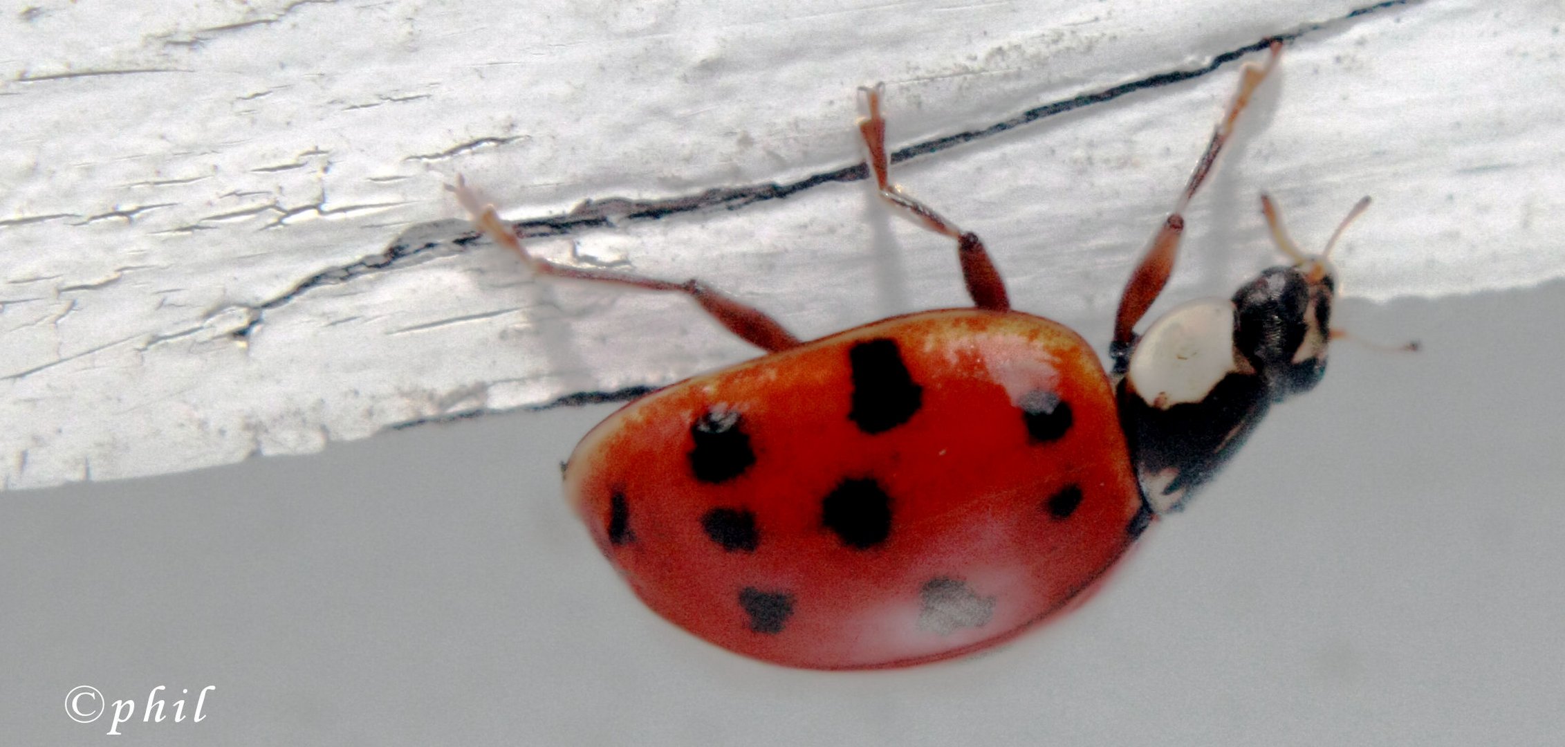 Coccinelle