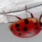 Coccinelle