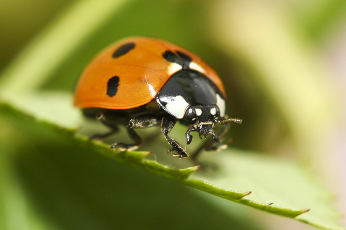 Coccinelle