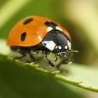 Coccinelle