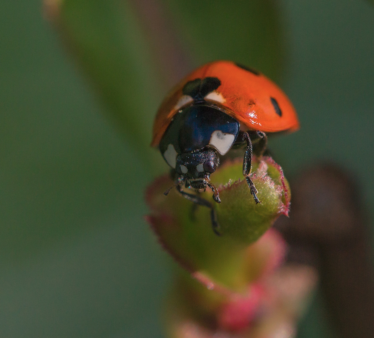 Coccinelle