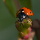 Coccinelle