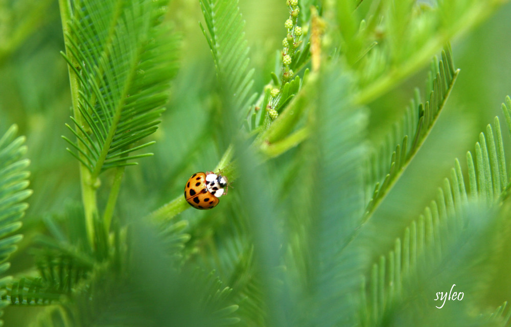 coccinelle dans des branches de mimosas