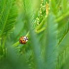 coccinelle dans des branches de mimosas