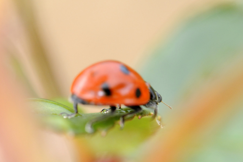 coccinelle dans le flou