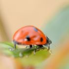 coccinelle dans le flou