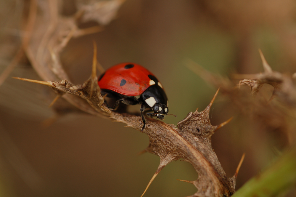 Coccinelle dans les ronces