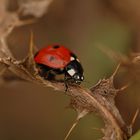 Coccinelle dans les ronces