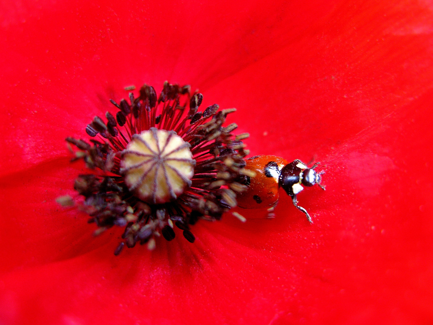 Coccinelle dans un coquelicot