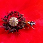 Coccinelle dans un coquelicot