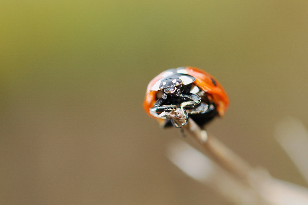 Coccinelle d'automne