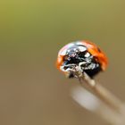 Coccinelle d'automne