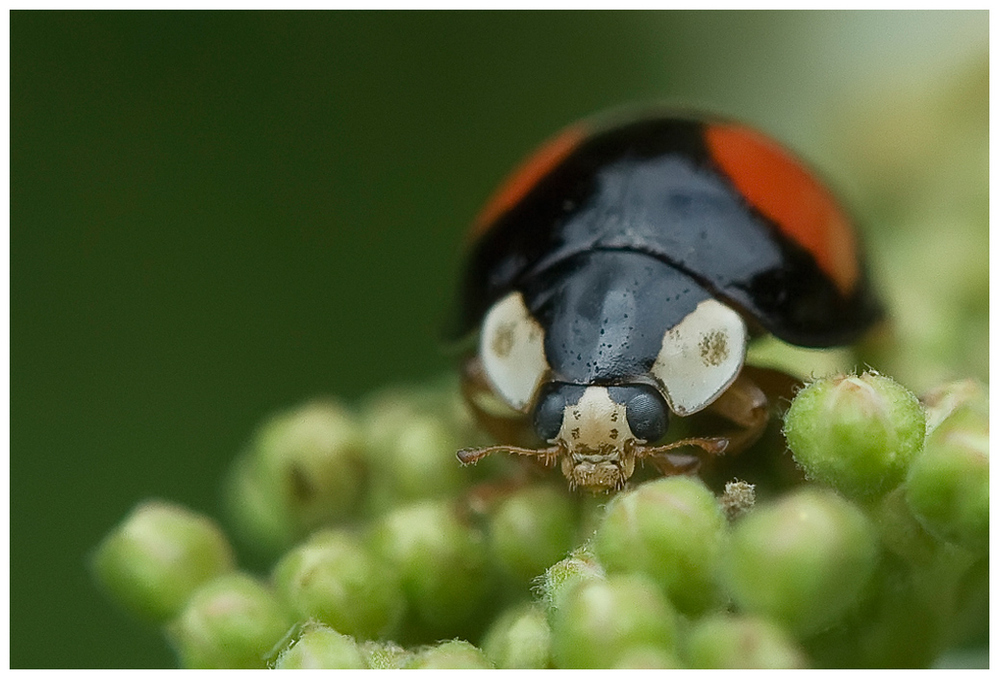 Coccinelle