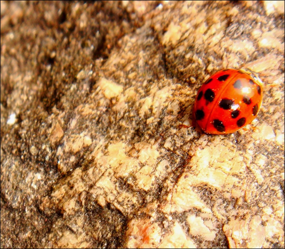 Coccinelle de Hamburg.