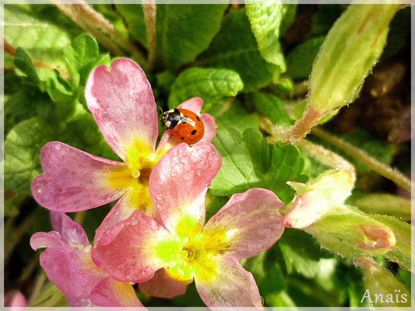 Coccinelle de la pluie