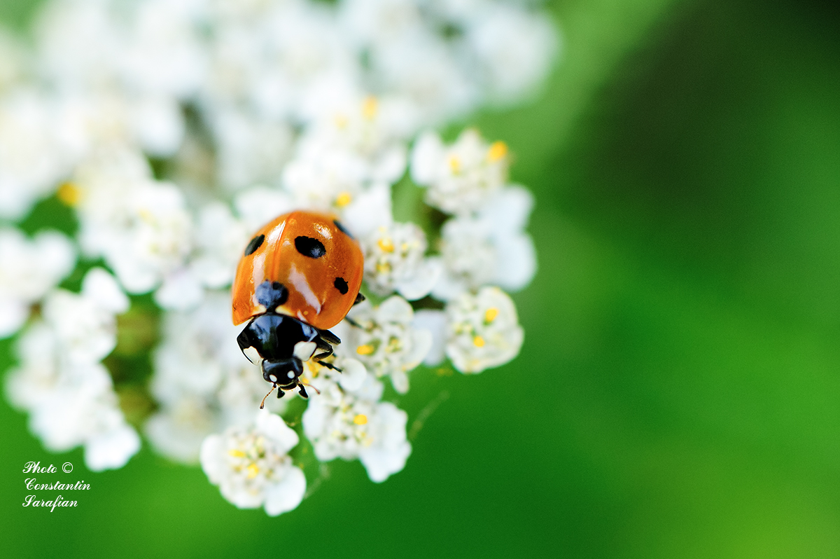 Coccinelle de printemps