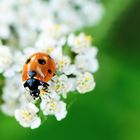 Coccinelle de printemps