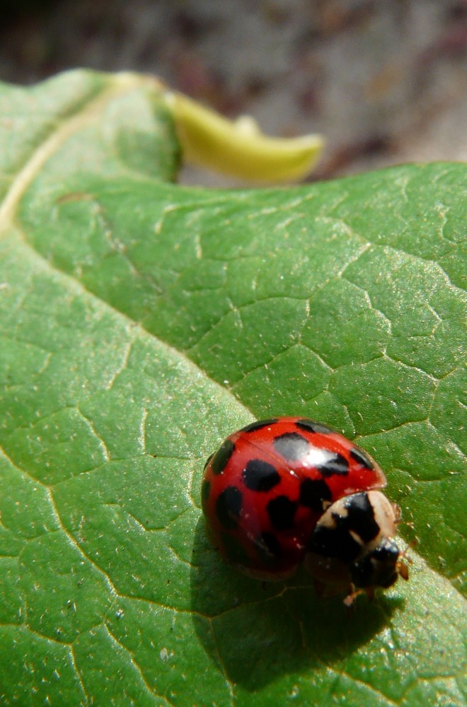 coccinelle de do238 