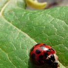 coccinelle