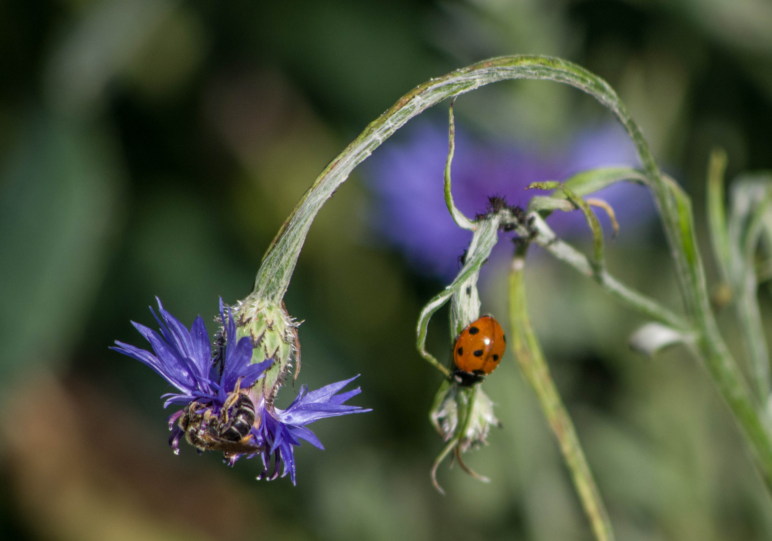 coccinelle, demoiselle ....