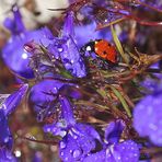 Coccinelle demoiselle, bête à bon dieu.....