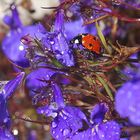 Coccinelle demoiselle, bête à bon dieu.....