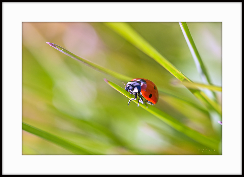 Coccinelle des beaux jours