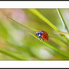 Coccinelle des beaux jours