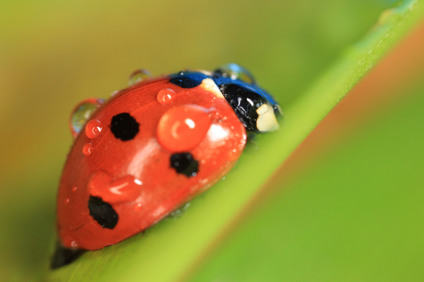 Coccinelle d'hiver