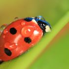 Coccinelle d'hiver