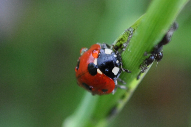 Coccinelle du matin !