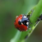 Coccinelle du matin !