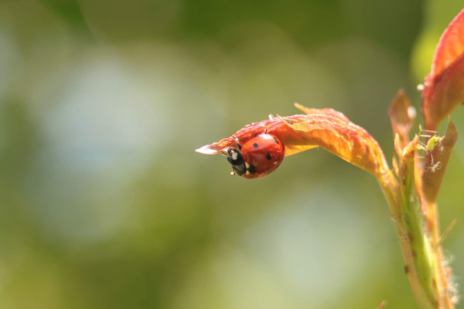 coccinelle