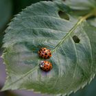 Coccinelle