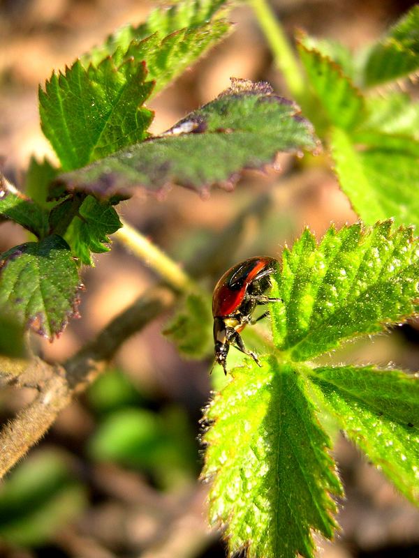 Coccinelle