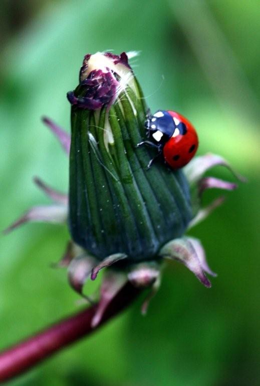 coccinelle