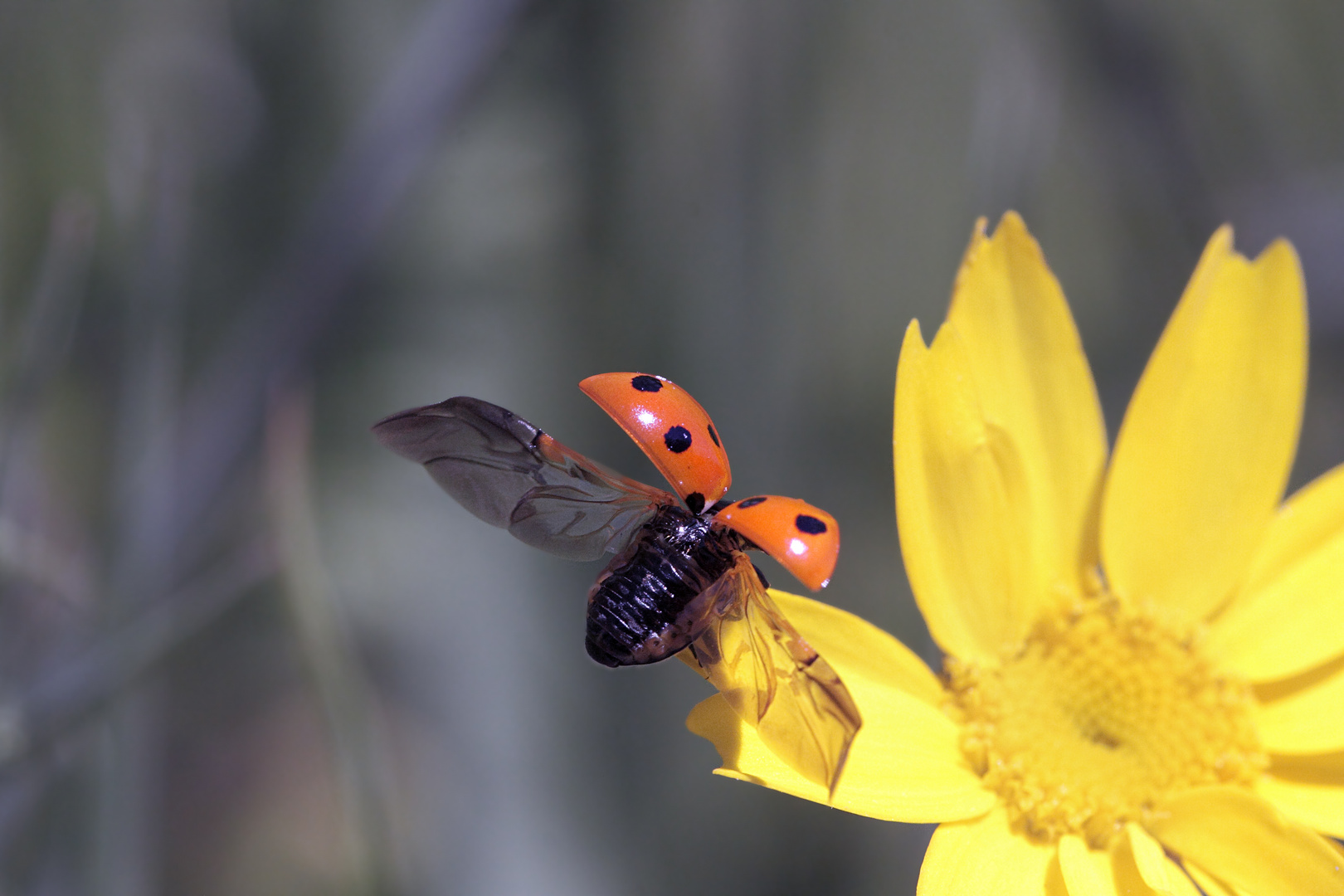 coccinelle