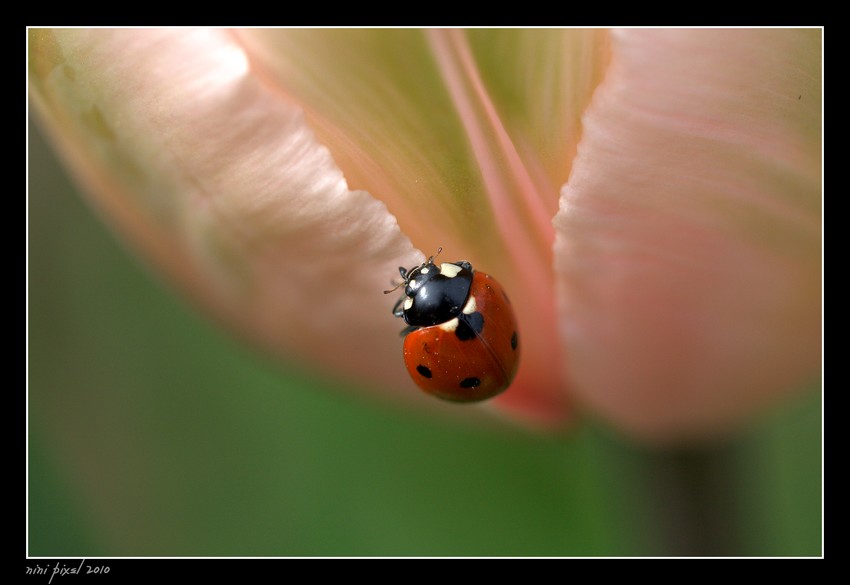 Coccinelle en douceur....