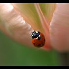 Coccinelle en douceur....