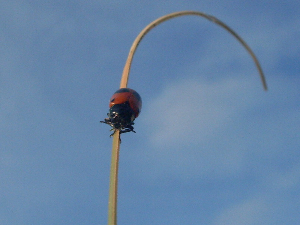 coccinelle en équilibre